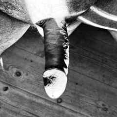 My cock