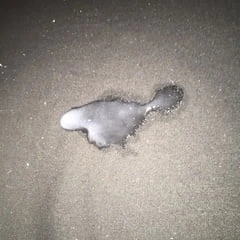 My Dick 