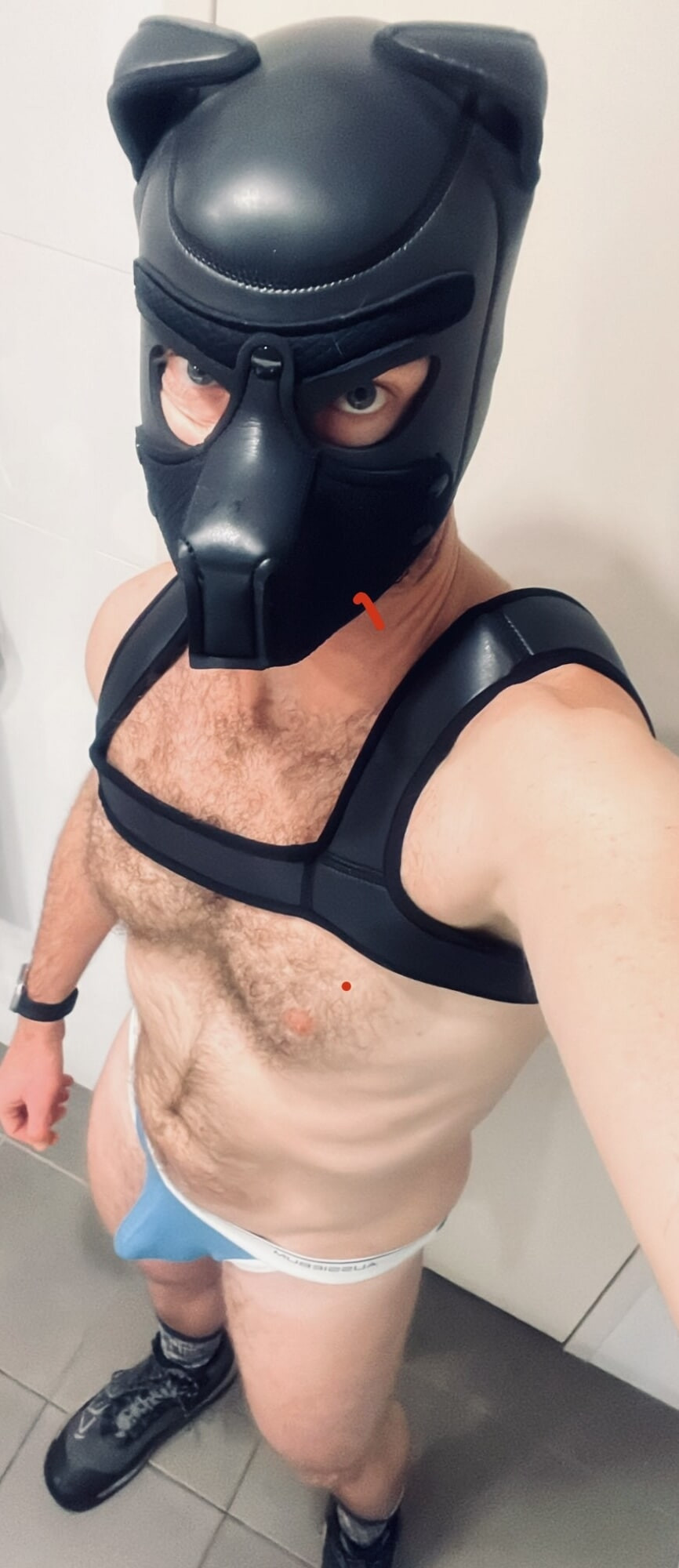 Hello pup
