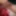 SHIRLEY SLUT 267 WHORE