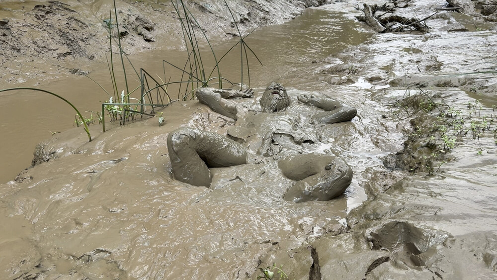 SHOT - MUD PIG IN HEAT #24