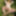 Forest nymph 