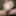 exhibitionist webcam jerking sexshow with flying cumshot 