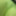 Lime spandex collection 2  #8
