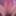 Big cock TGirl masturbation in pink 