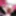 Tiny and useless sissy clitt leaks in chastity