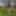 Verdant Disrobing