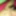 malibogpinoy69 Cock