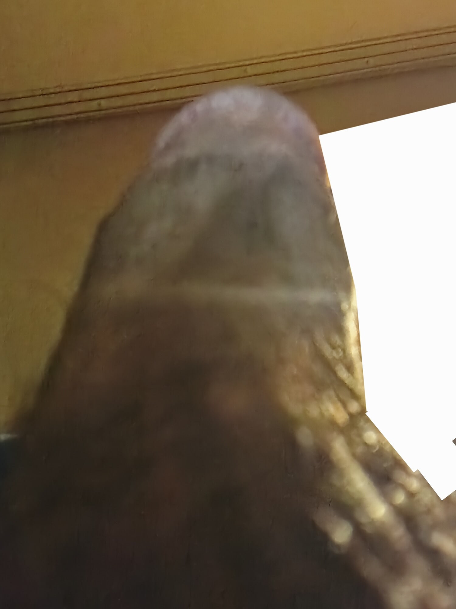SUCCUBUS PENIS