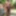 Amateur Crossdresser Kellycd2022 sexy milf in pink bikini