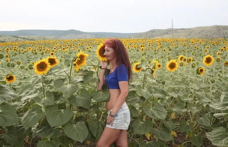 sunflowers         