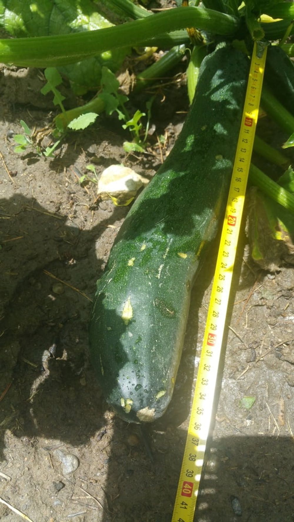 A courgette challenge #10