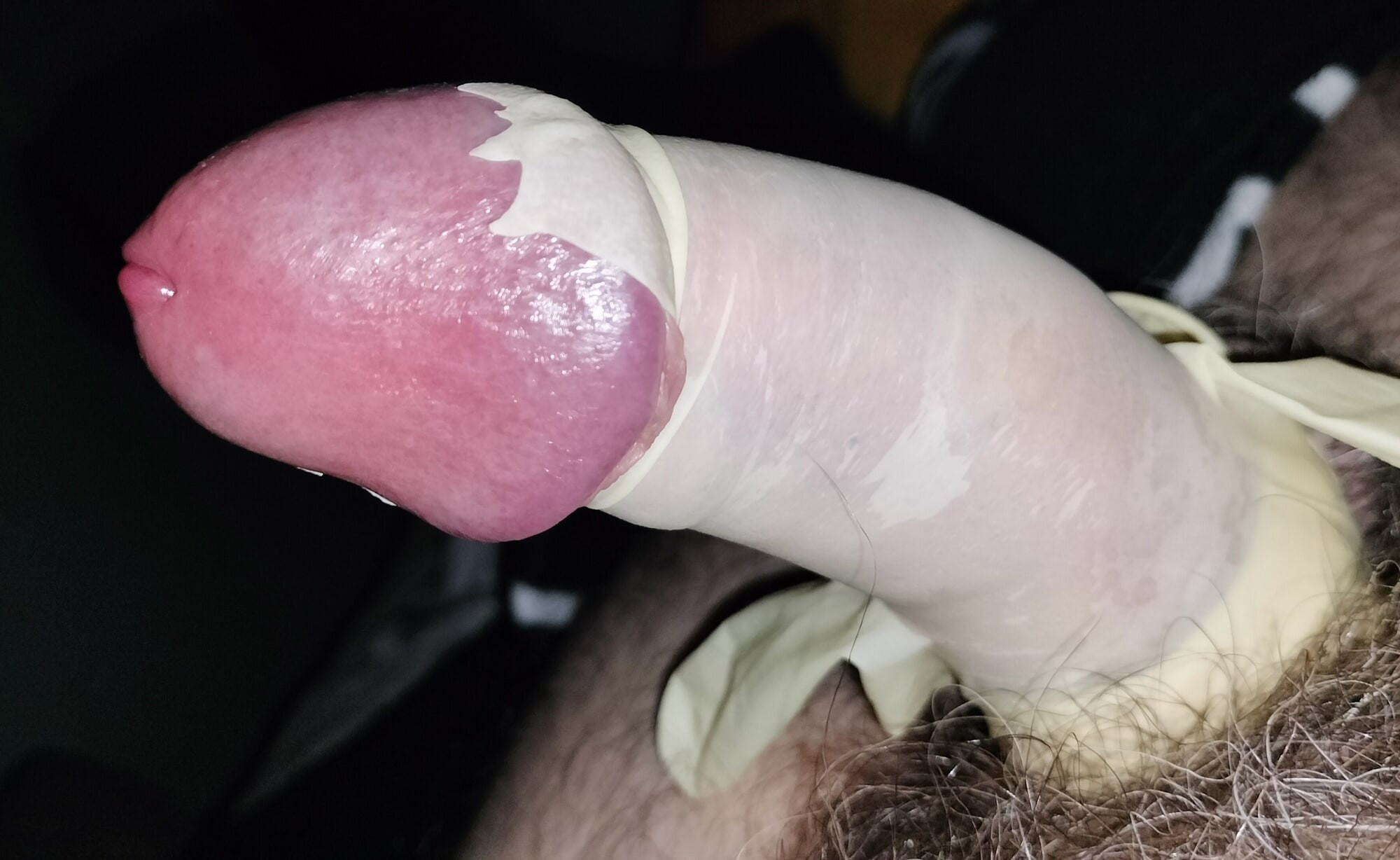 cock harnessed close up  #11
