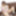 Miyu Morita :: Debut Vol.63 - CARIBBEANCOM #3