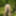 Walking bare-assed through the spring forest #12