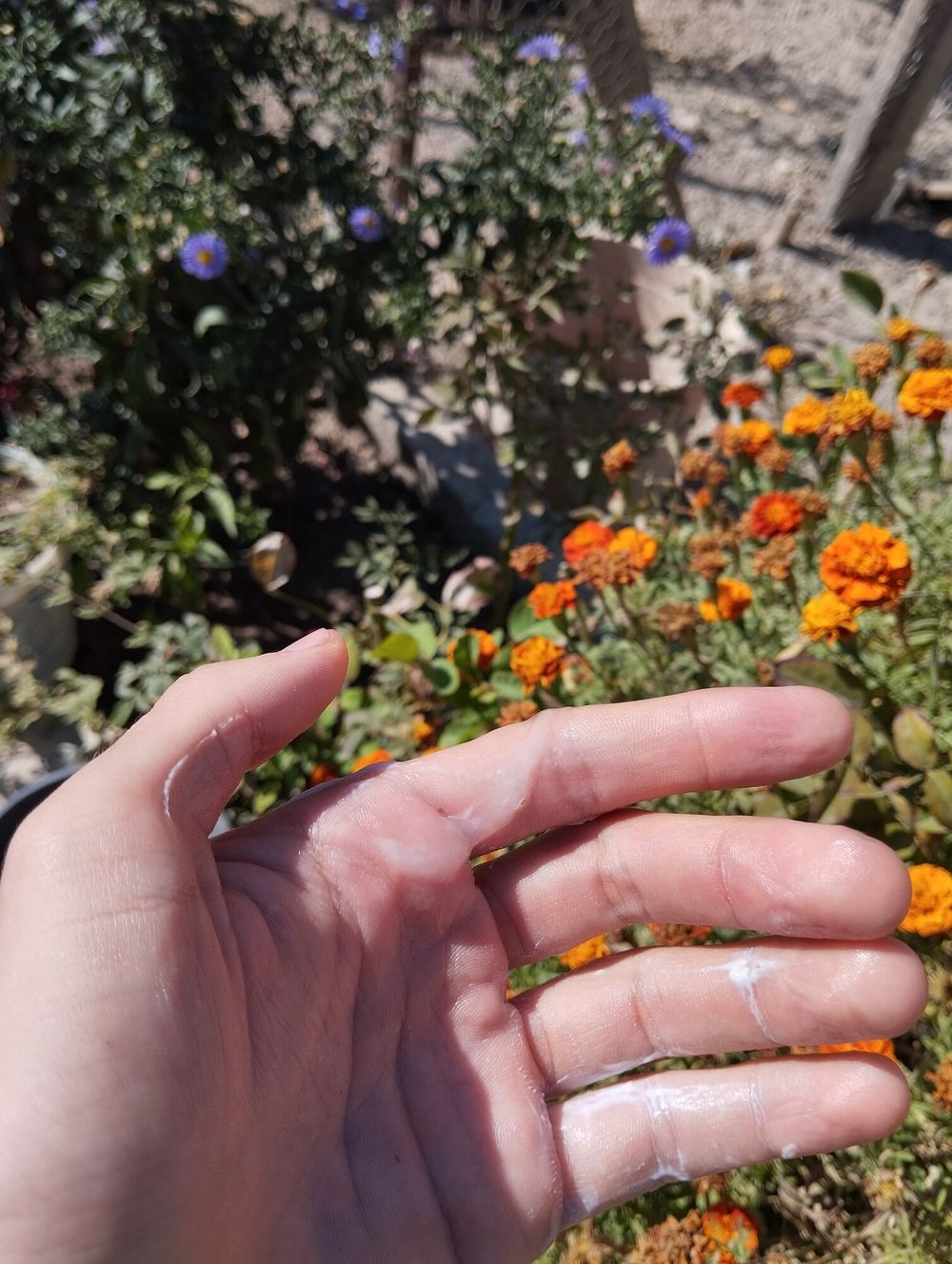 He left his seeds in my hand.  #2