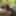 Shooting in the forrest #5