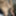 Huge 23cm dick of a very hard hairy male in the gym bathroom #3