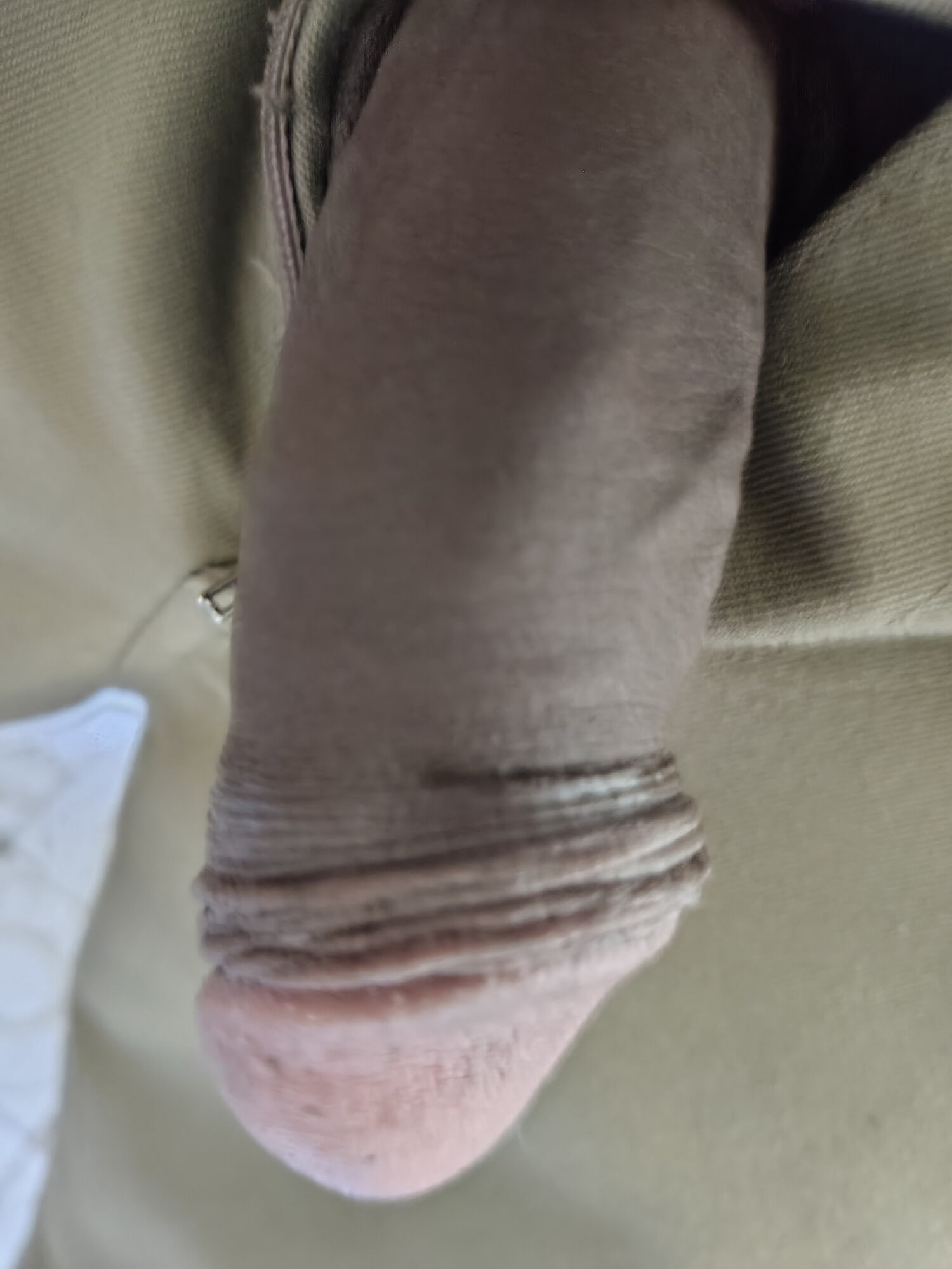 Indian young cock