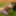 Bunni Free Photos #17