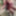 Sexy Crossdresser Kellycd2022’s in red animal print  #18