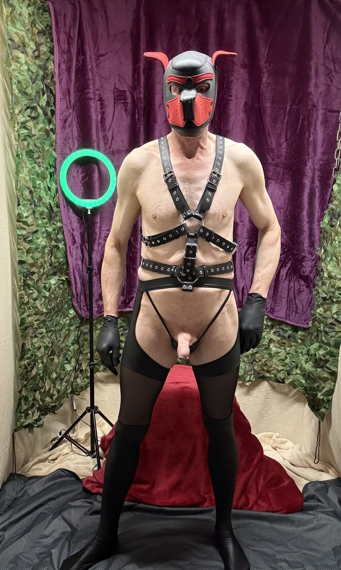 Horny Cock Show With Harness And wet look stockings  #5