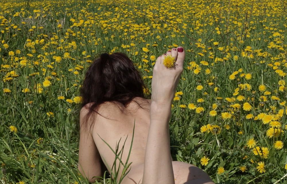 On medow full of yellow flowers 1 #18