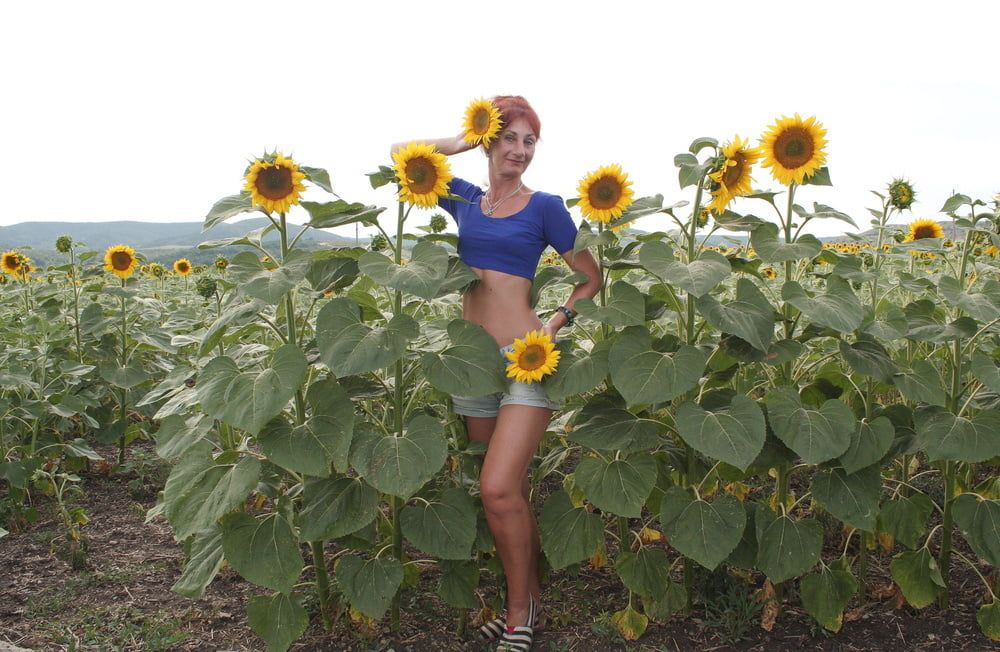 Sunflowers