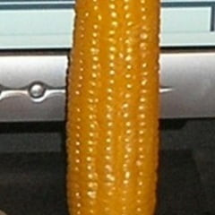 🌽 on my cob