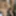 Huge 23cm dick of a very hard hairy male in the gym bathroom