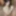 Latina coed Sophia is sucking dick