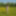 Yellow Meadow