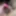 Edging small penis with clit vibrator #4