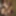 Free Mira Photos