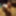Vixxen  Free Photos