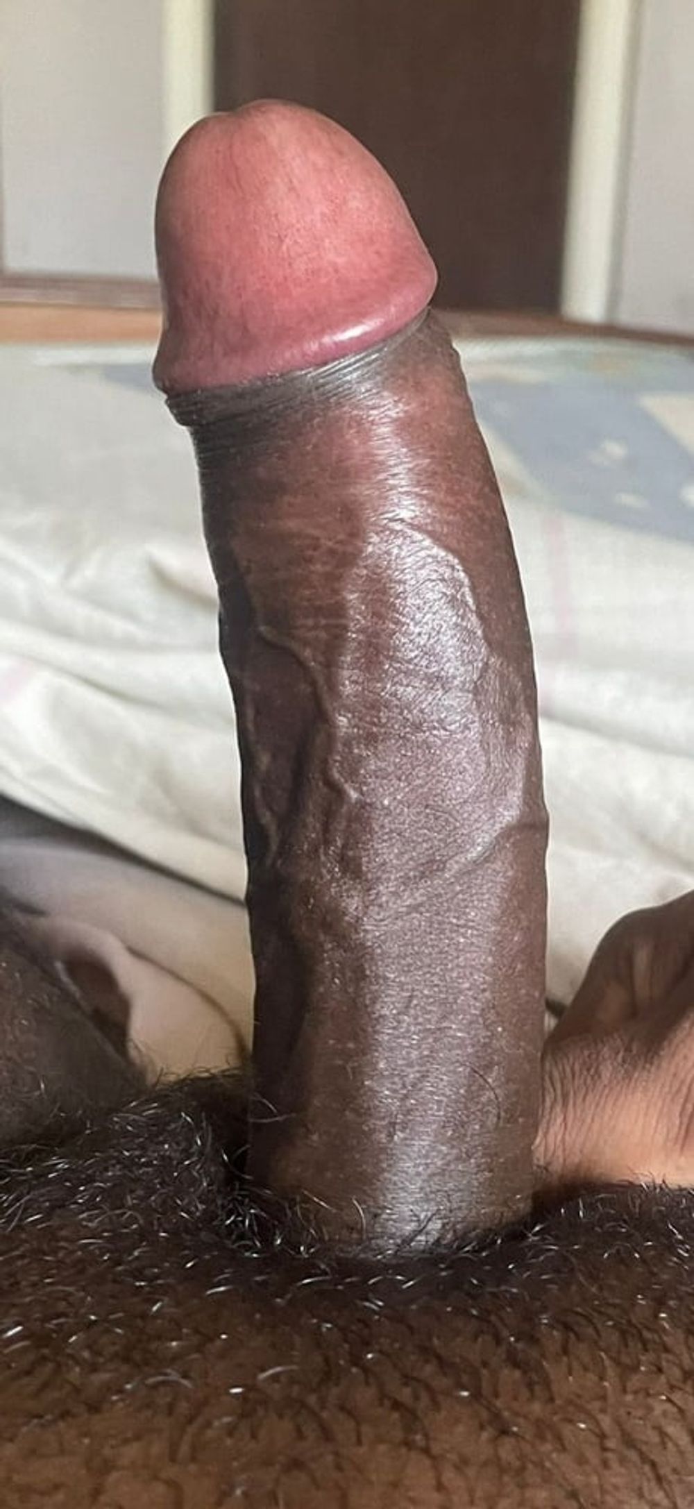 Bbc Blackcock indian #2