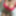 Raquele Rodriguez ücretsiz fotoğraflar