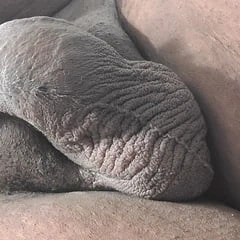 My Ass Eat It! 