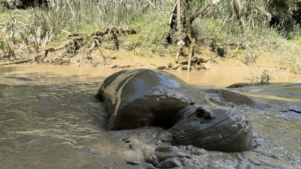 SHOT - MUD MOUTH #24