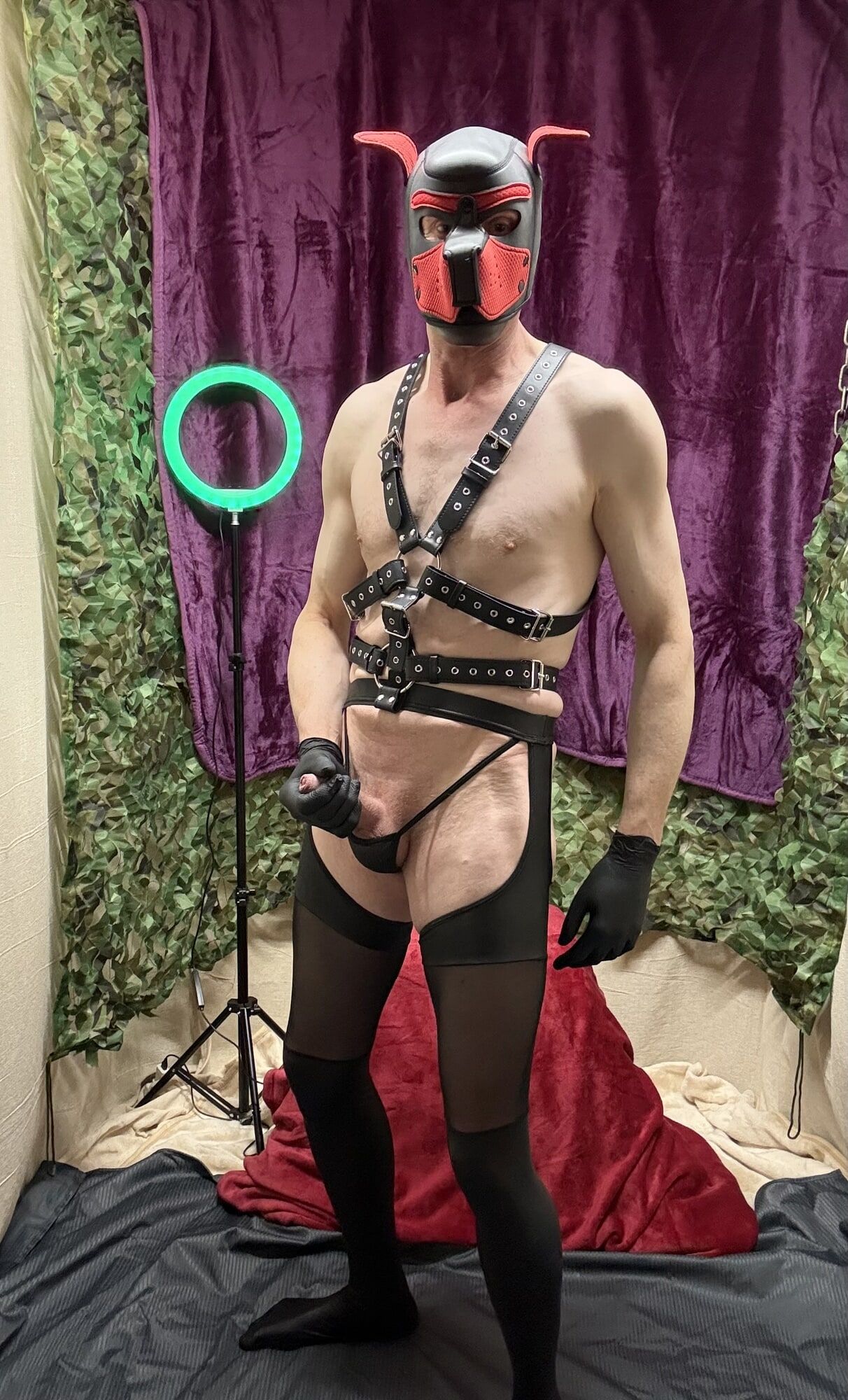 Horny Cock Show With Harness And wet look stockings  #8