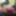Travesti en Pantimedias