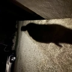 Outside 
