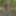 Dildo in the woods