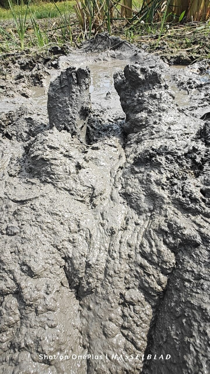 Muddy Feet and Solo #20