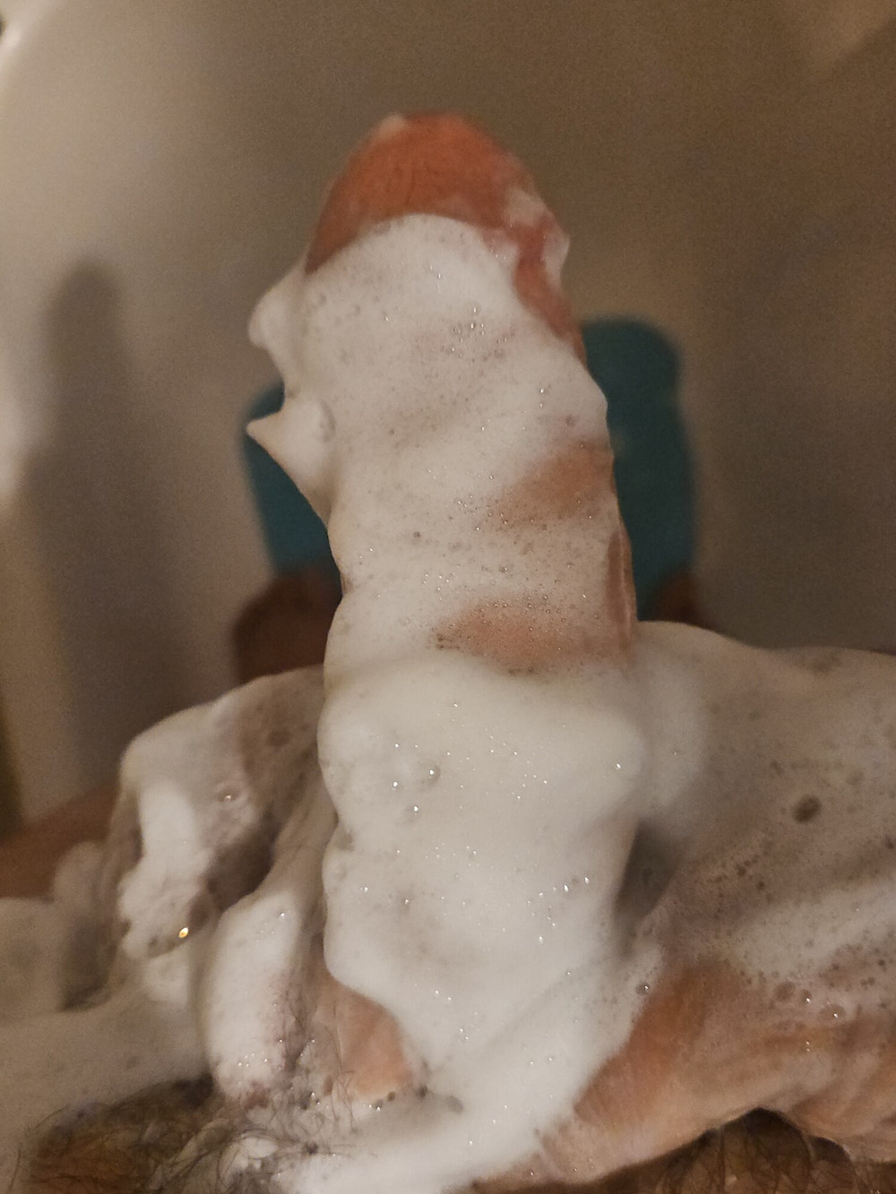 Cocks  #2