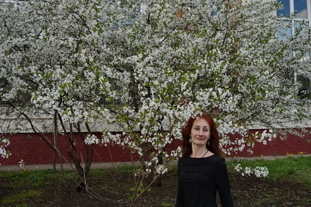 in white cherry flowers         