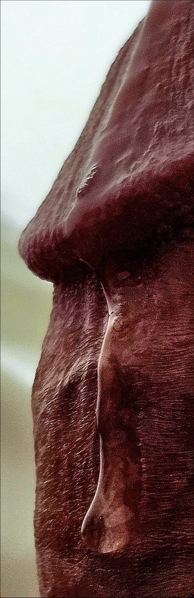 Richard'ın portreleri