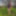 Verdant Disrobing