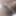 Penis
