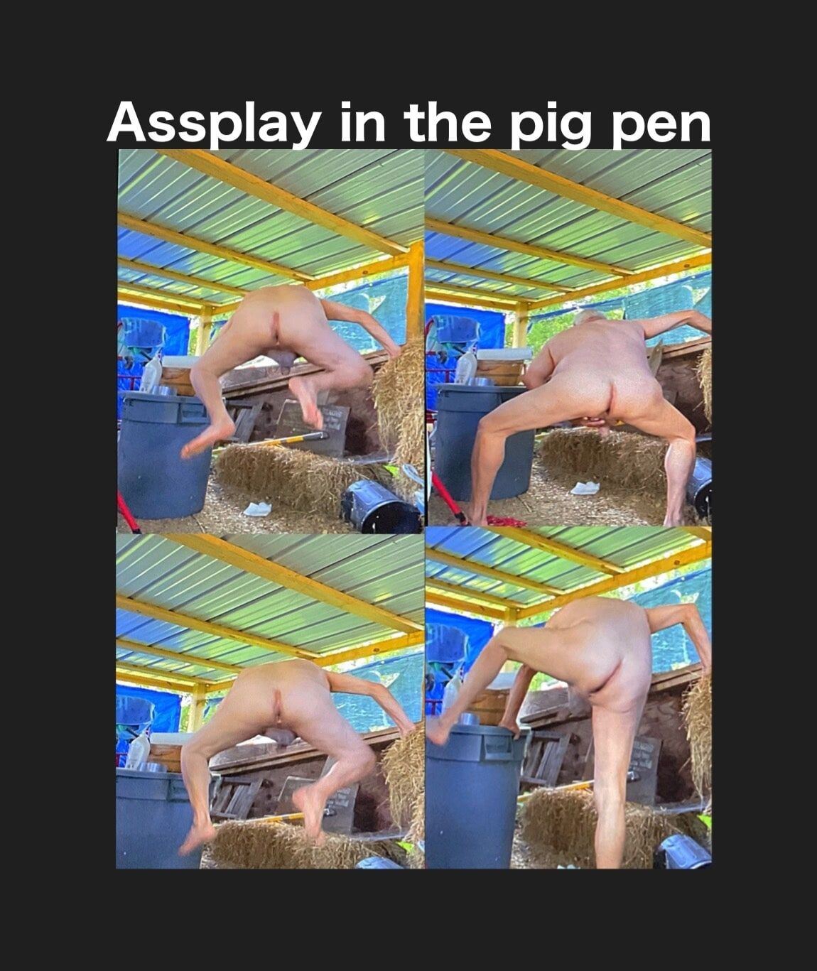 Pig pen assplay 